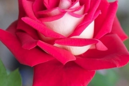 Trandafir teahibrid Osiria Rna